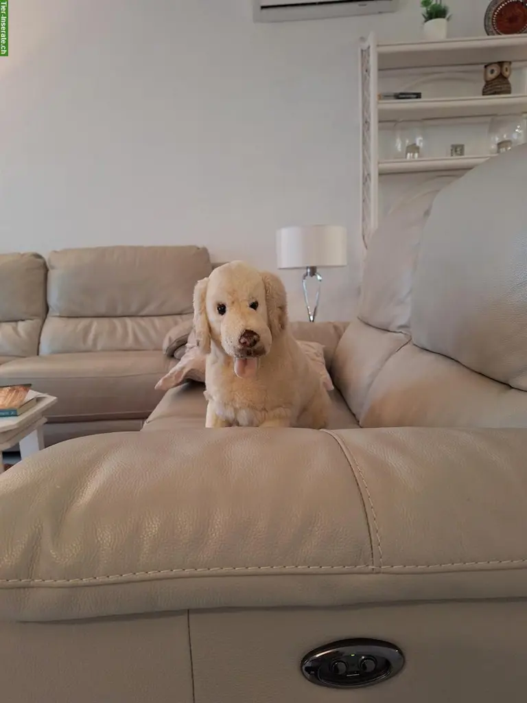 Biete familiäre Hundebetreuung, Raum Diegten/Sissach/Gelterkinden