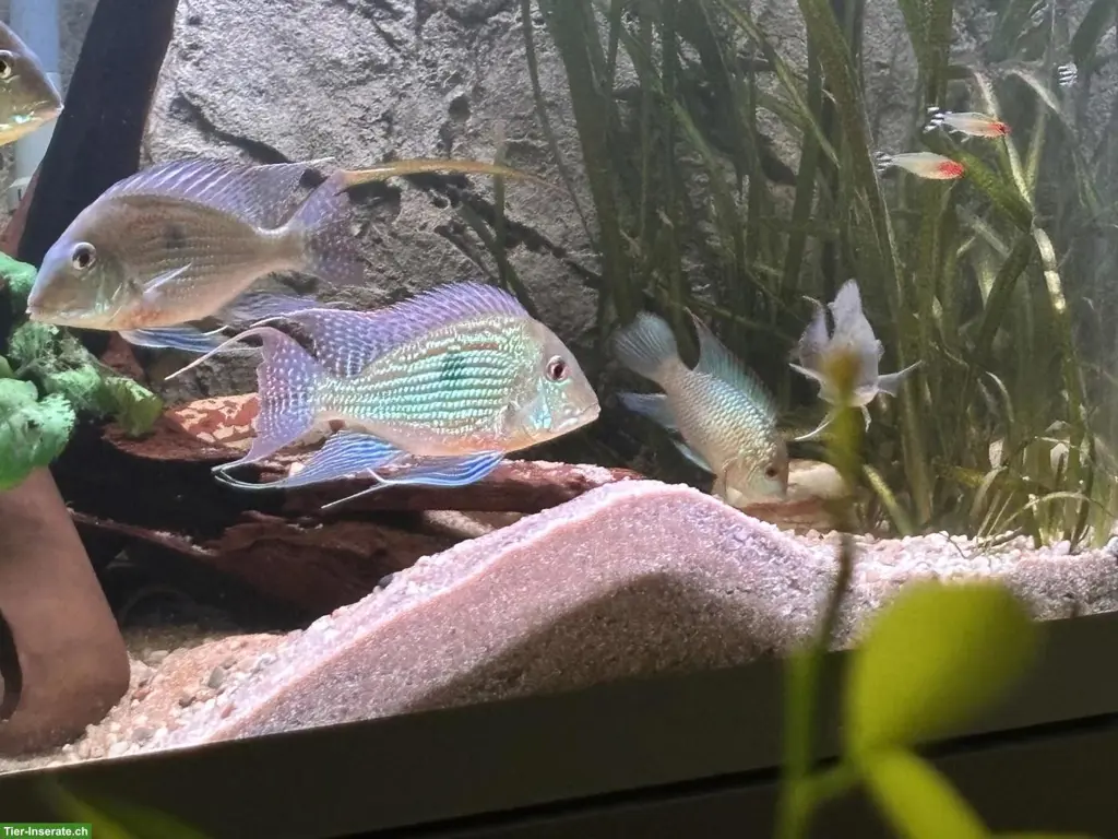 Geophagus sveni (Erdfresser) zu verkaufen