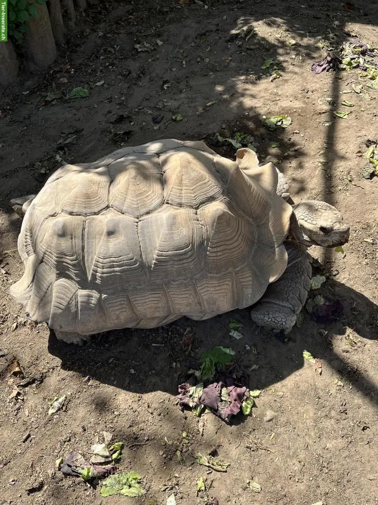 2 männliche Spornschildkröten zu verkaufen