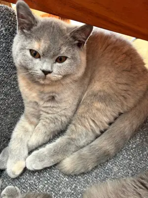 BKH / BLH Kitten suchen ein liebevolles Zuhause