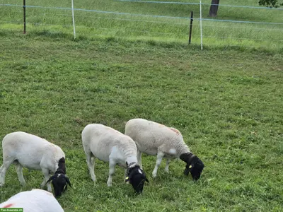 3 Dorper Lämmer Zuverkaufen