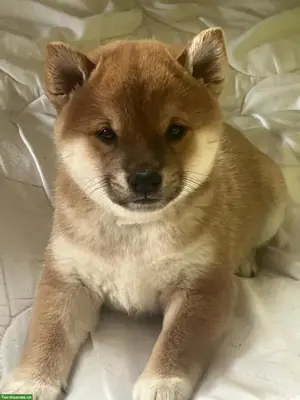 Reinrassige Shiba Inu Rüdenwelpe