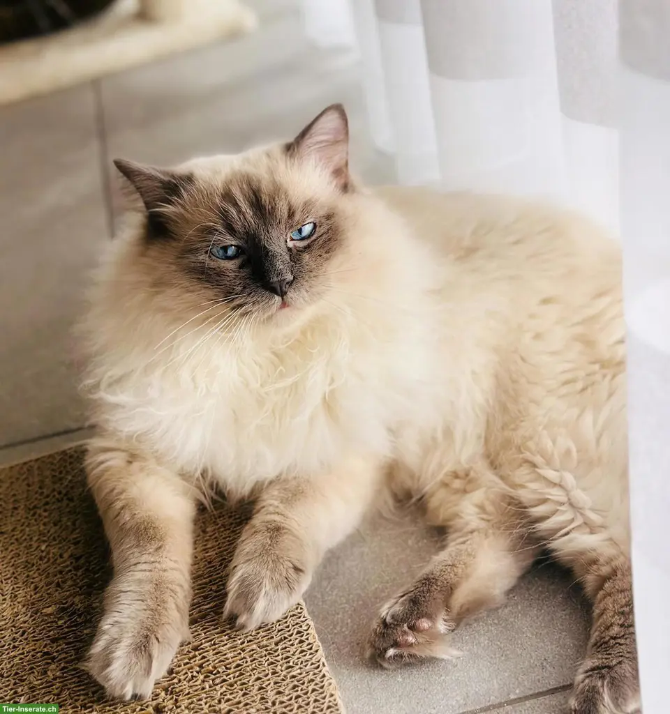 Hübscher Ragdoll Deckkater (FeLV/FIV negativ)