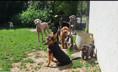 Hunde Tages- & Ferienbetreuung Umgebung Winterthur/Effretikon/Zürich