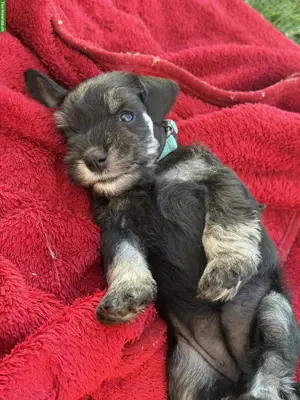 Zwergschnauzer Welpen, schwarz-silber