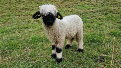 Walliser Schwarznasenschafe zu verkaufen, aus Bio-Betrieb