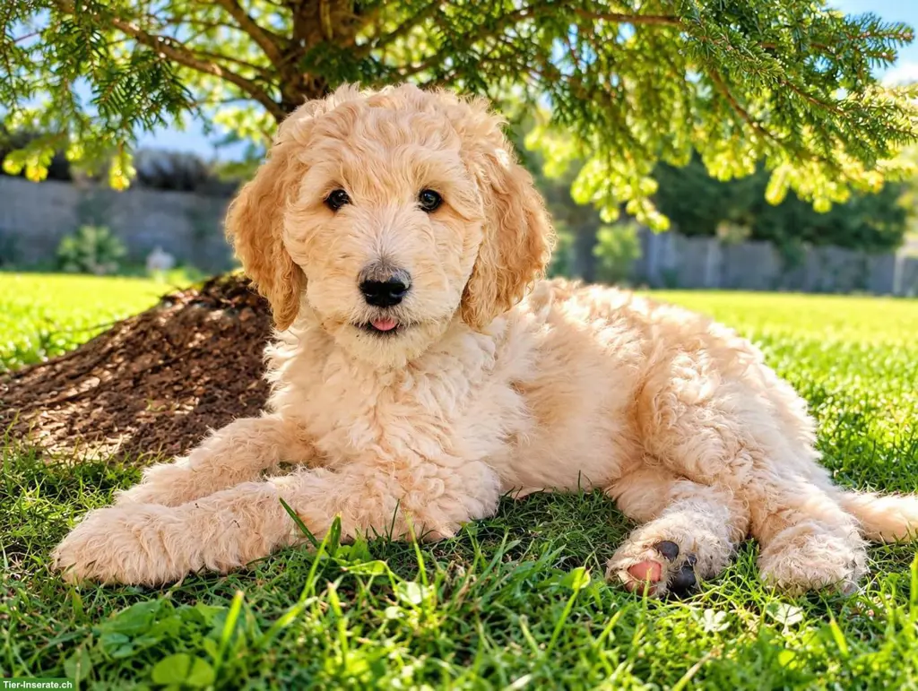 Traumhafte 1Fbb Standard Goldendoodle Welpen abgabebereit