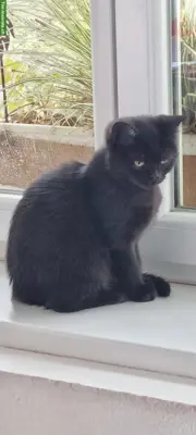Reinrassige BKH Kitten, schwarz