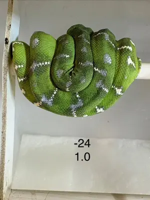Hundskopfboa / Corallus caninus ENZ