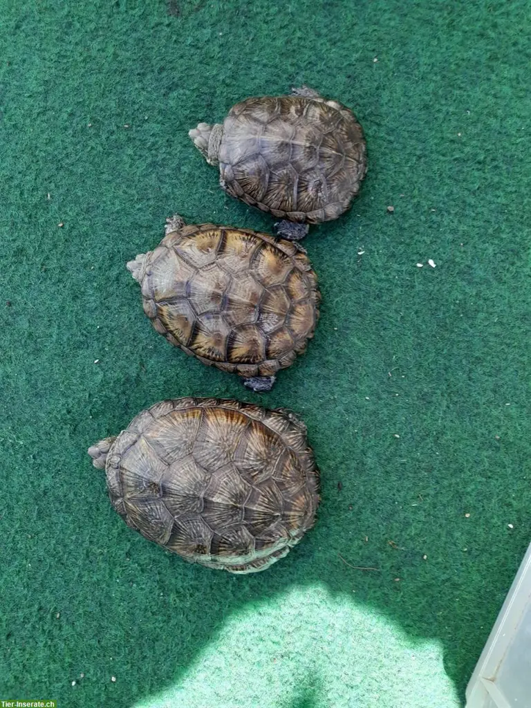 Europäische Sumpfschildkröten (Emys orbicularis) zu verkaufen