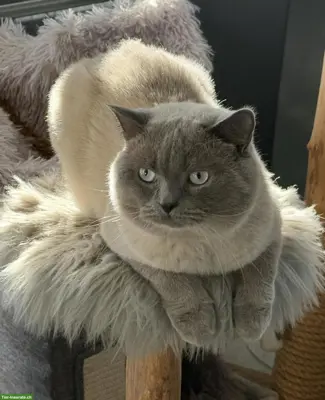 Deckkater Britisch Kurzhaar, Lilac