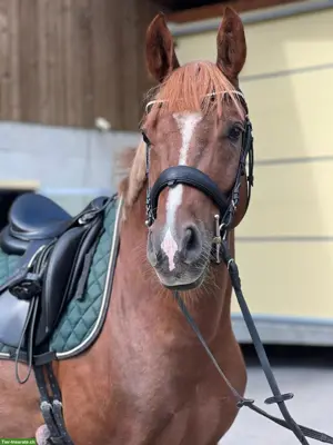 Wunderschönes Deutsches Reitpony "New Hope" zu verkaufen
