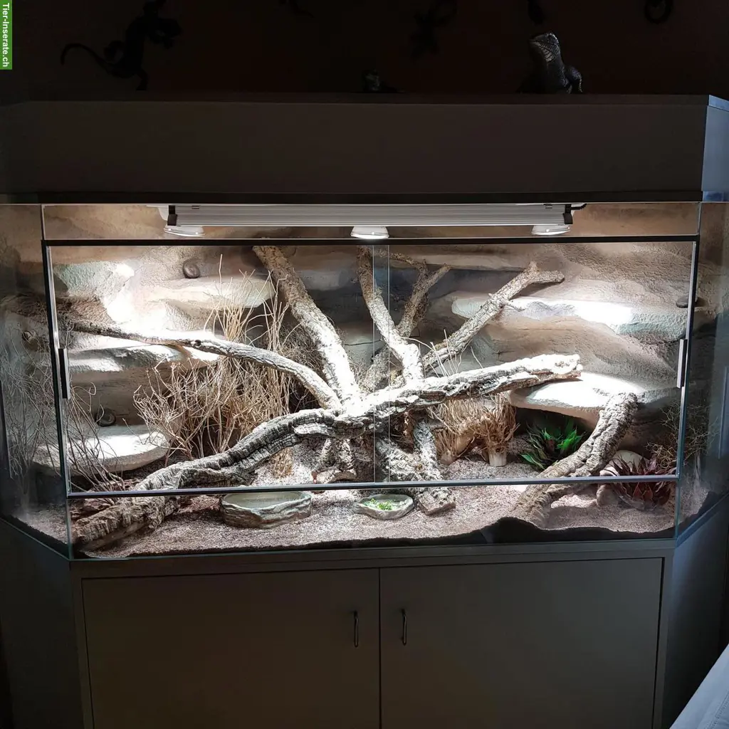 Delta-Eckterrarium inkl. Unterbaumöbel zu verkaufen