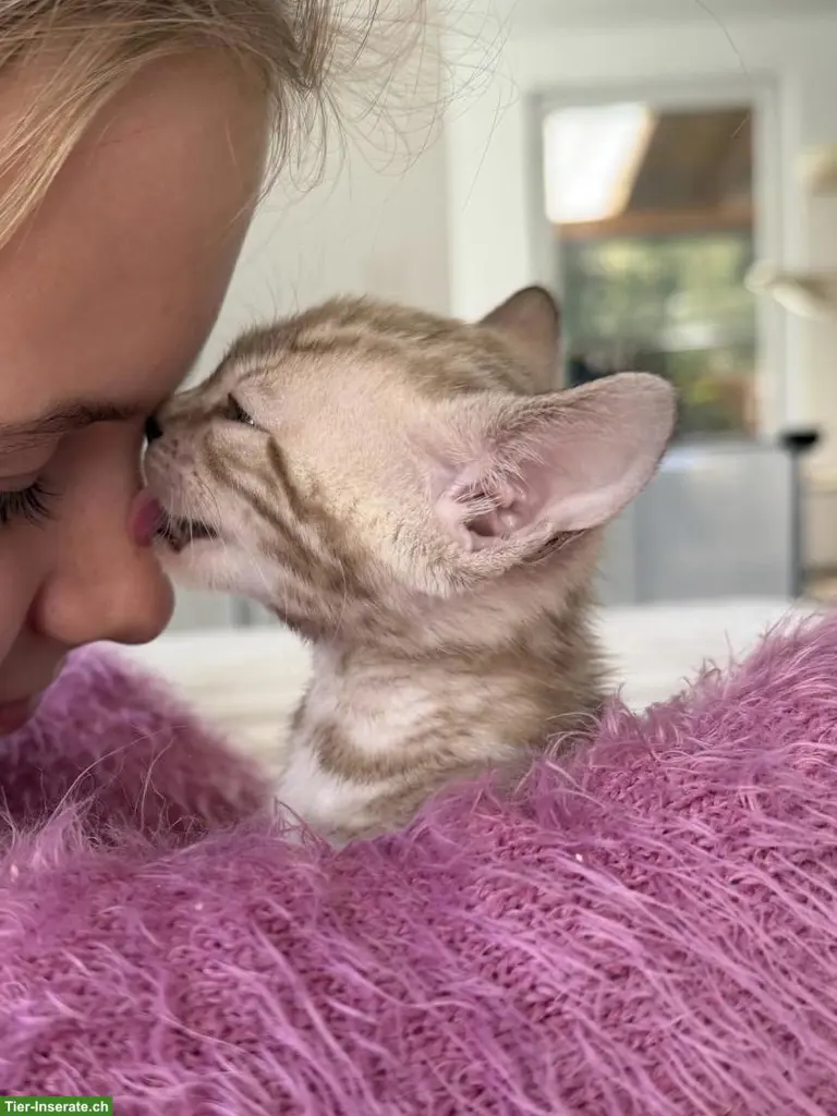 Bengal Kitten mit Stammbaum und Untersuchungen