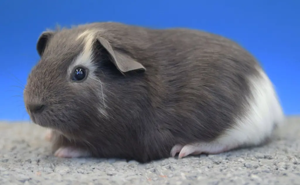 Glatthaar-Meerschweinchen