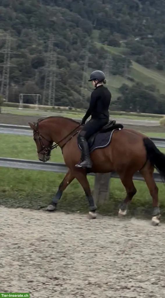 Reitbeteiligung gesucht für Dressur, Springen, Ausritte