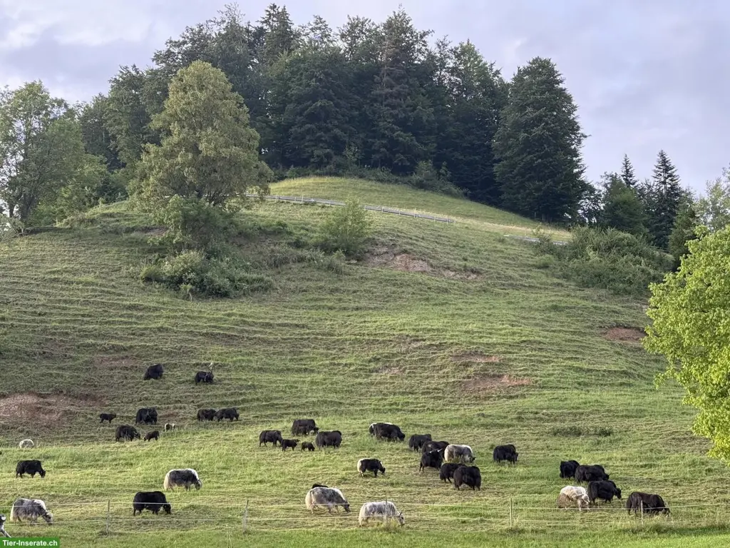 Gelegenheit: Yaks zu verkaufen