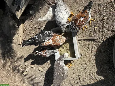 Schwedisches Blumenhuhn Junghähne