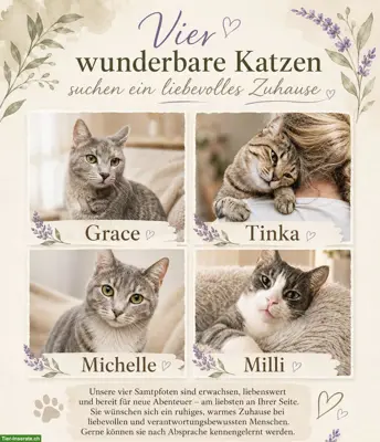 Katzen Damen Milli, Tinka, Grace & Michelle.