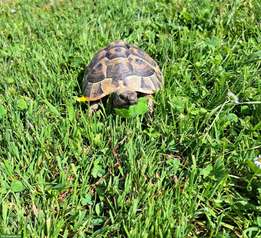 Griechische Landschildkröten Weibchen zu verkaufen 🐢
