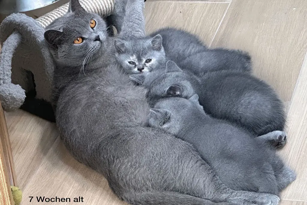 Britisch Kurzhaarkätzchen in blue und blue-tortie mit Stammbaum