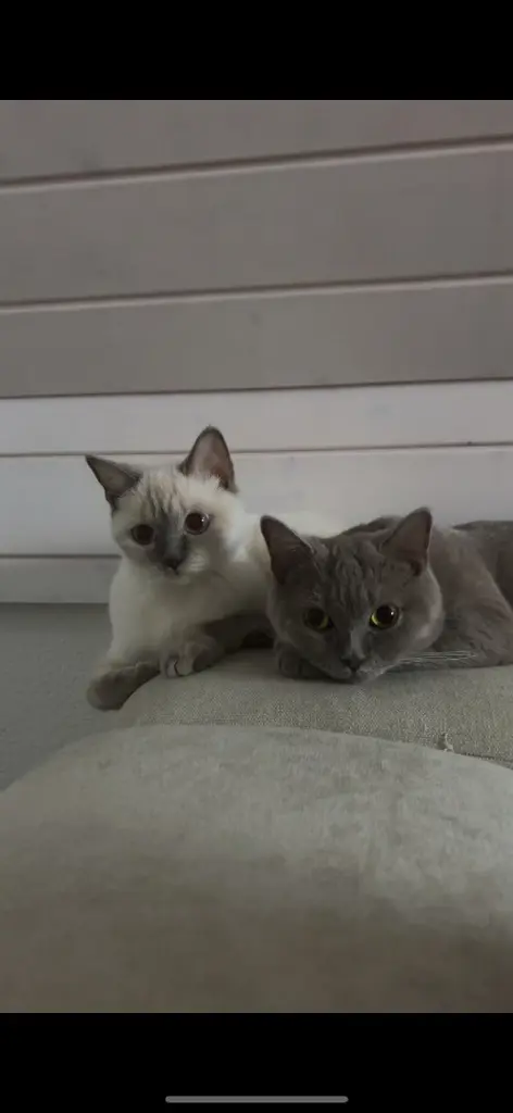 BKH Britische kurzhaarkatze