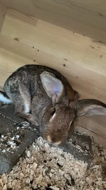 Kaninchen zu verkaufen