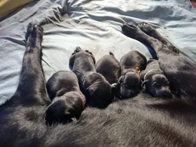 Labradorwelpen