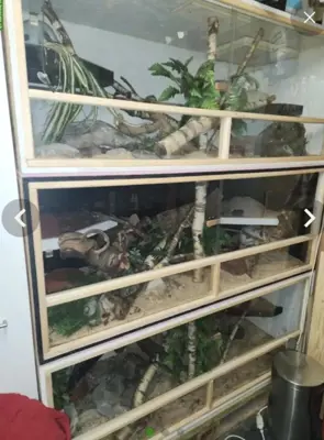 3 Terrarien inkl. 3 Schlangen zu verkaufen