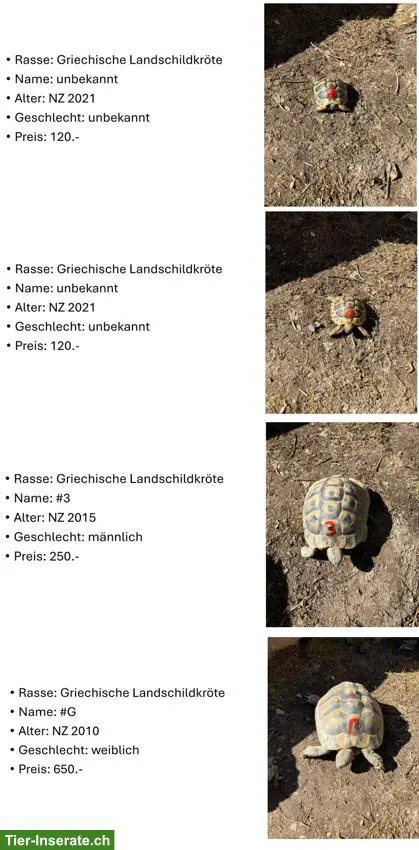 Griechische Landschildkröten aus eigener Zucht
