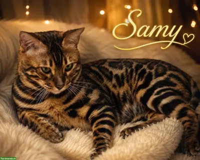 Wunderschöner Bengal Deckkater Samy