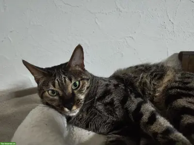 Savannah-Katze Yara (F5) sucht liebevolles Einzelzuhause