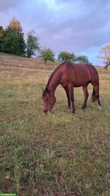 Sportlicher Partbred Wallach zu verkaufen