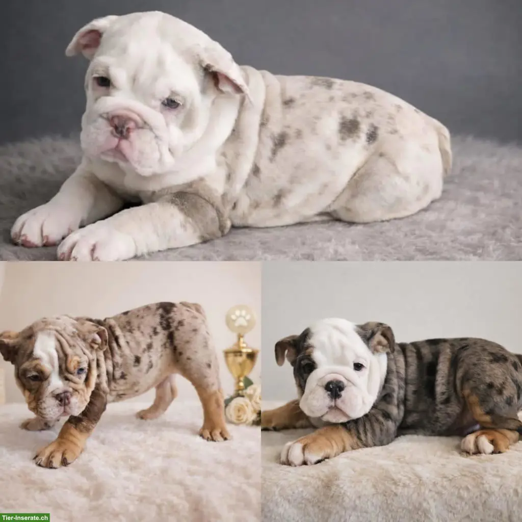 New English Bulldog Welpen | Wurfplanung Spätsommer 2027
