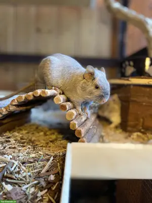 2 Degus (m/w), optional mit Käfig und Zubehör