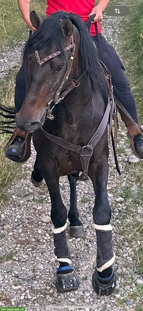 Reitbeteiligung für 2 liebe Pferde, Kanton Bern