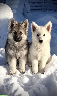 Schäferhund Welpen ❤️ GLÜCK ❤️ im Oktober