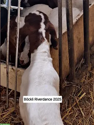 Reinrassige Burenziegen mit schöner Zeichnung