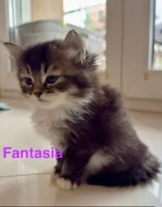 80eb7fdc-abe0-4bd9-ae89-7fd5a30bb2a9-Fantasia.jpg