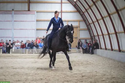 Akademische Reitkunst Wochenendseminar