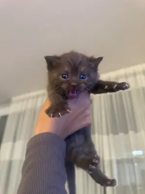 Kitten