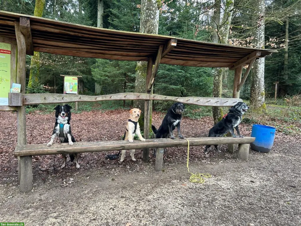 Hundeschule Rägeboge für Jung- & Familienhunde in Koppigen BE