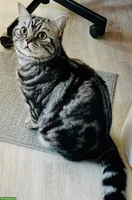 BKH-Katze Lucy 6j. sucht neues Zuhause (Wohnung oder Freigang)