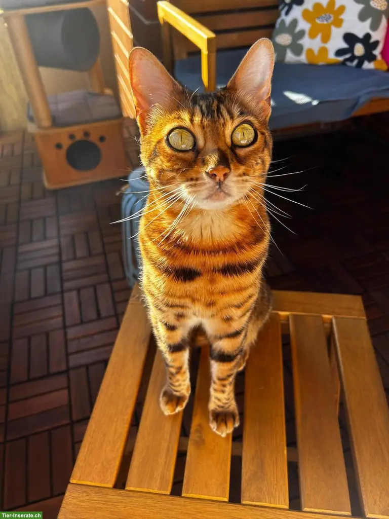 Bengalkatze (6 J.) sucht katzenerfahrenes Zuhause (Einzelplatz)