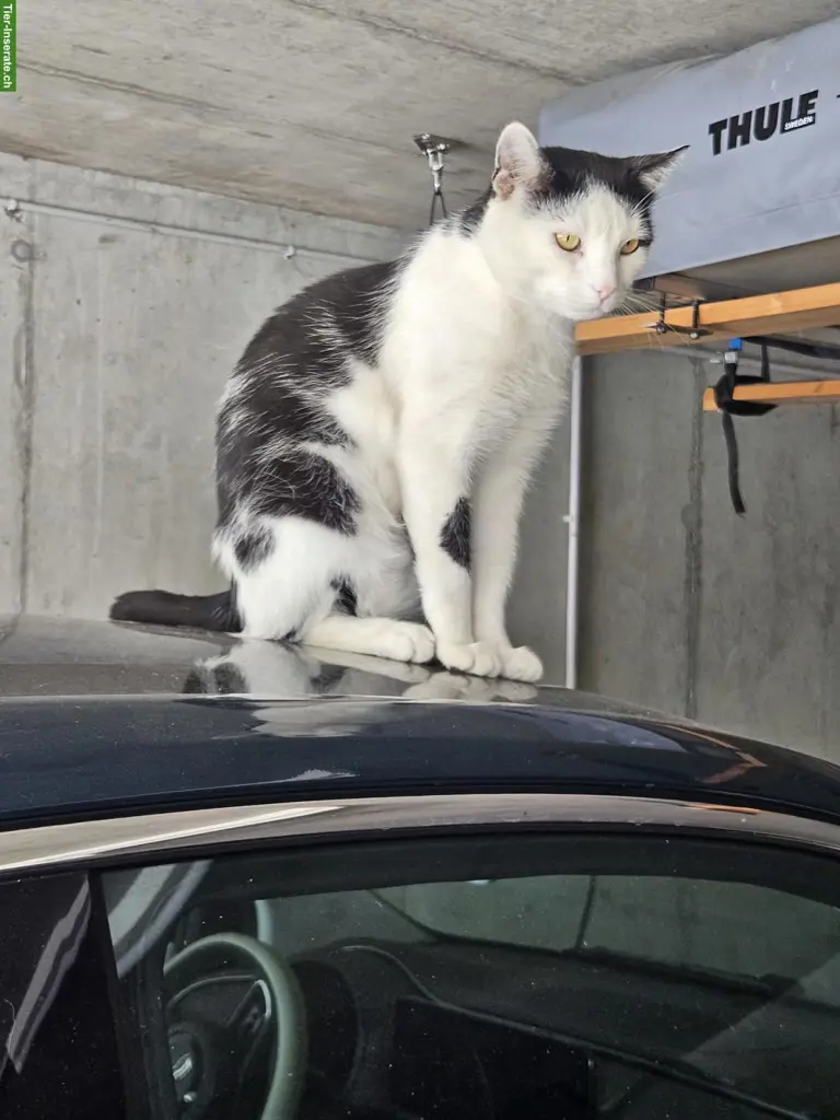 Hauskatze Fitou, sehr anhänglicher Kater