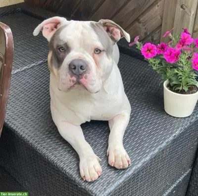 Old English Bulldog Deckrüde