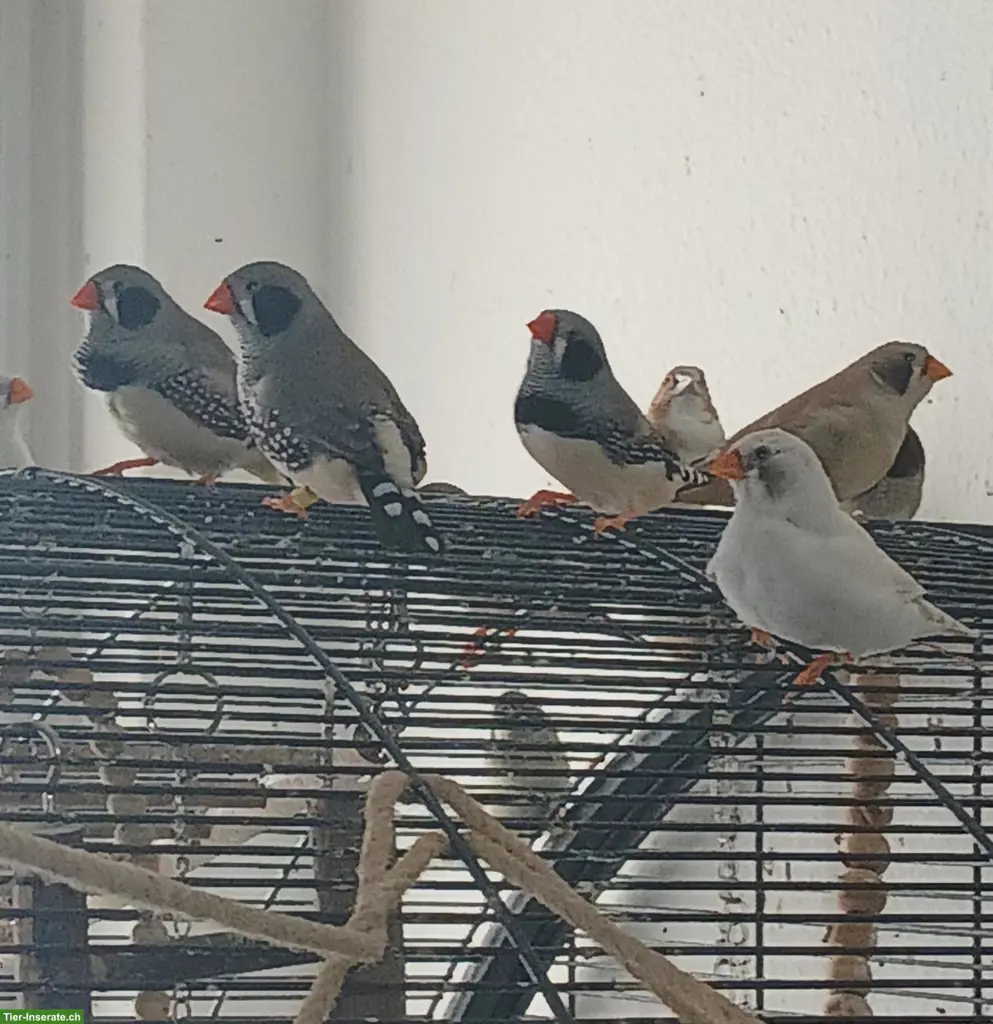 Schwarzwangen Zebrafinken abzugeben