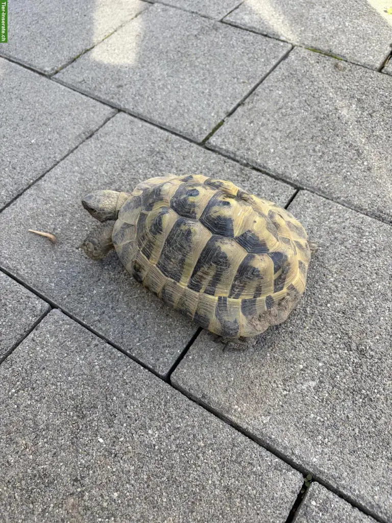 Griechische Landschildkröten Männchen, ca. 12-jährig