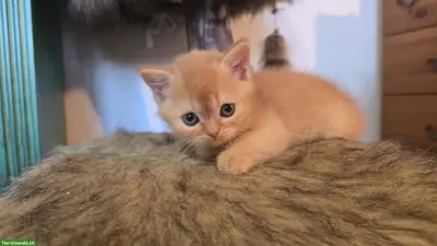 BKH Kitten mit Stammbaum suchen Lebensplatz
