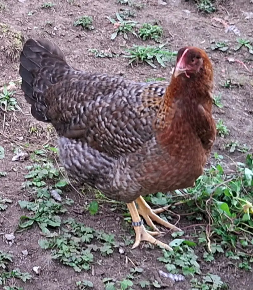 Bielefelder Hühner
